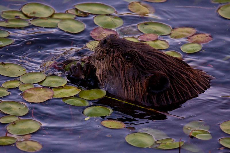 Beaver Eating Lillies